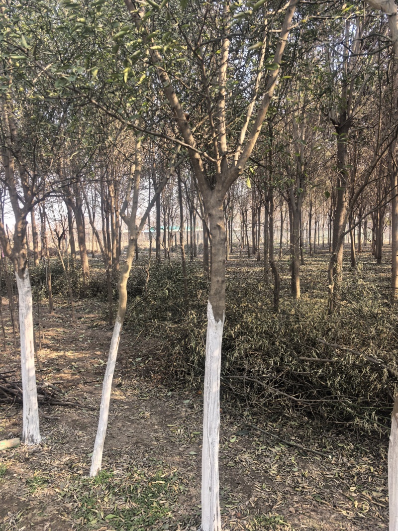 北方耐寒香橼树