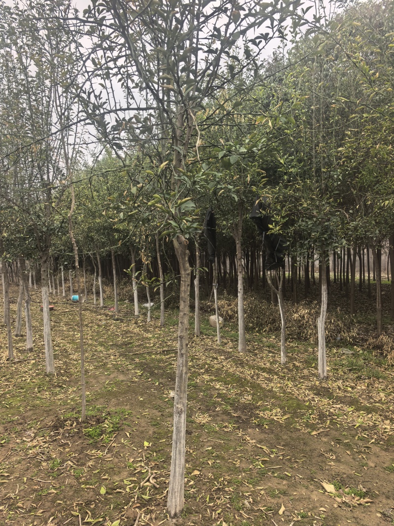 北方耐寒香橼树