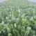 菠菜，精品大叶菠菜，品质保证，货源充足稳定