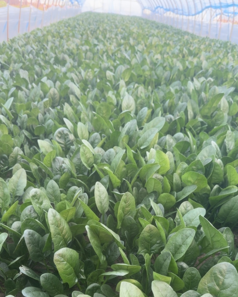 菠菜，精品大叶菠菜，品质保证，货源充足稳定
