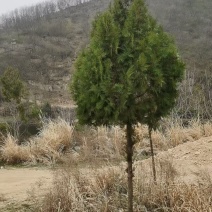 侧柏大树，5米到6米高的大几百棵