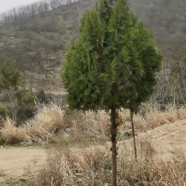 侧柏大树，5米到6米高的大几百棵