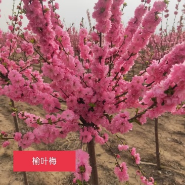 榆叶梅绿篱苗，榆叶梅球