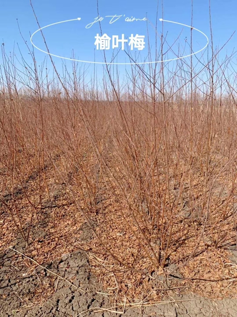 榆叶梅绿篱苗，榆叶梅球
