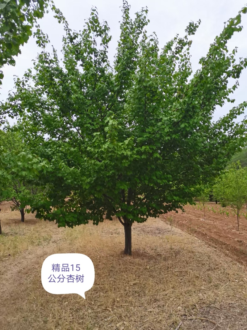 山杏树10-25公分