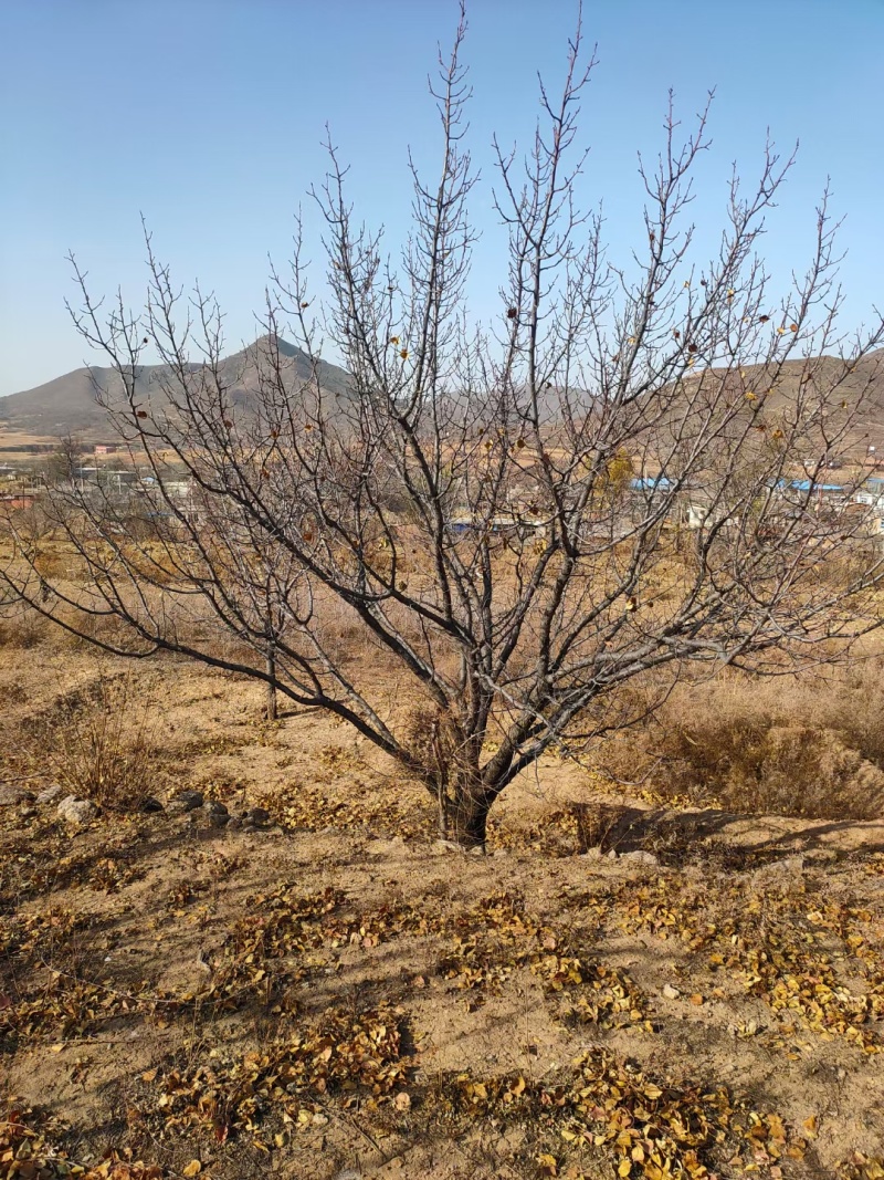 山杏树10-25公分
