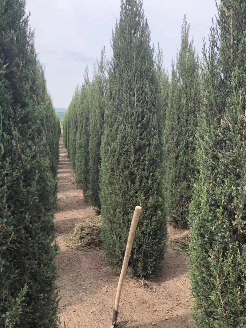 塔柏3-10米