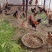 农村农户纯粮食散养土鸡