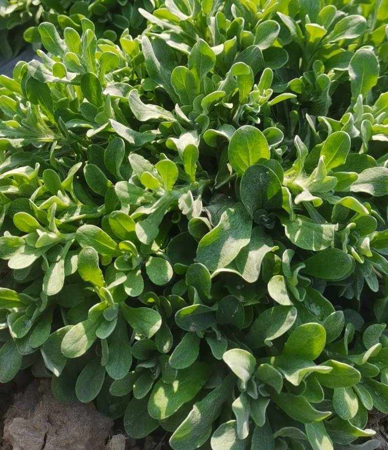 新鲜鼠曲草