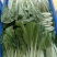 本地水菜菜心瓜豆等等