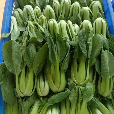 本地水菜菜心瓜豆等等