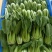 本地水菜菜心瓜豆等等