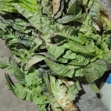 卖莴笋，上门自取