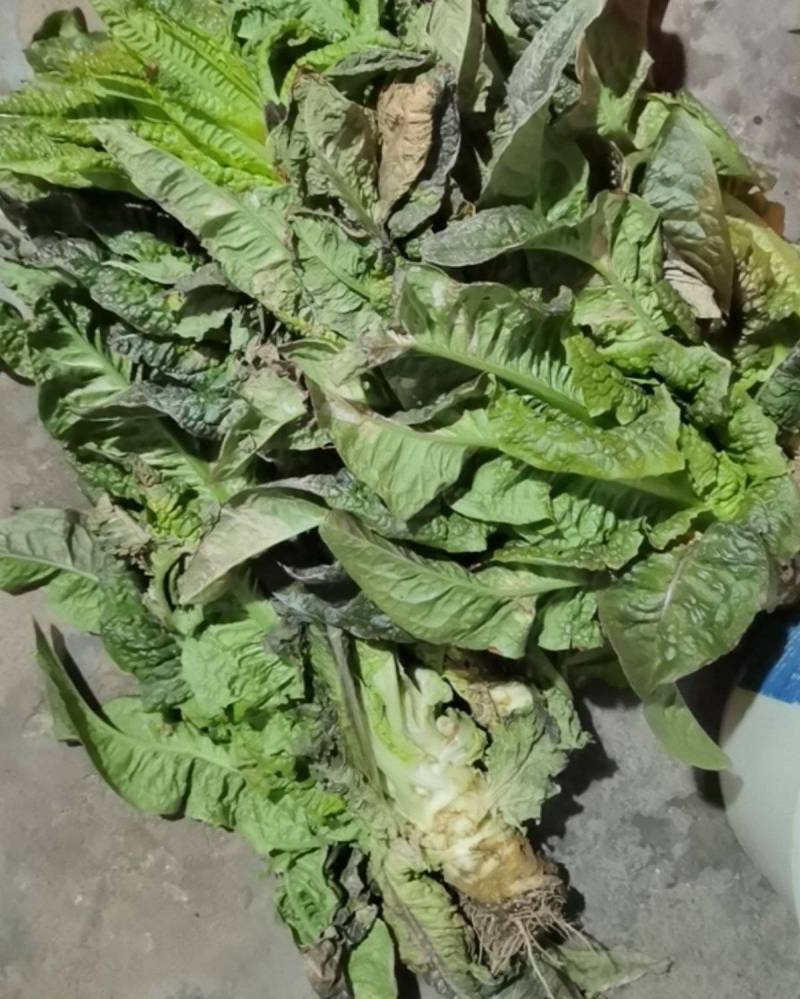 卖莴笋，上门自取