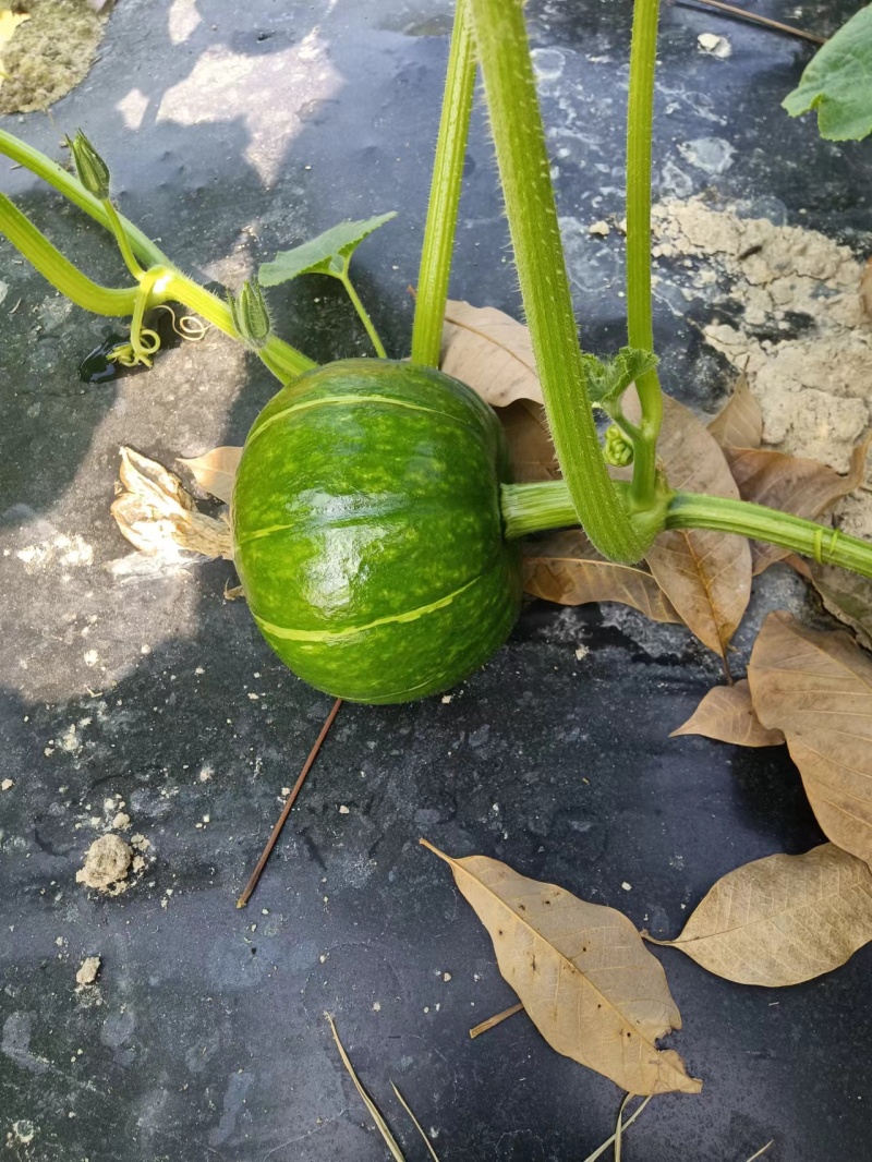 板栗味的贝贝小南瓜