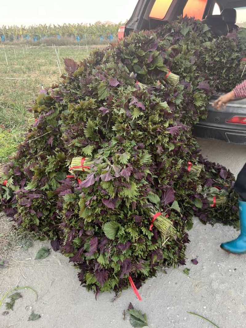 新鲜紫苏叶双面，大量出货，在广州花都。