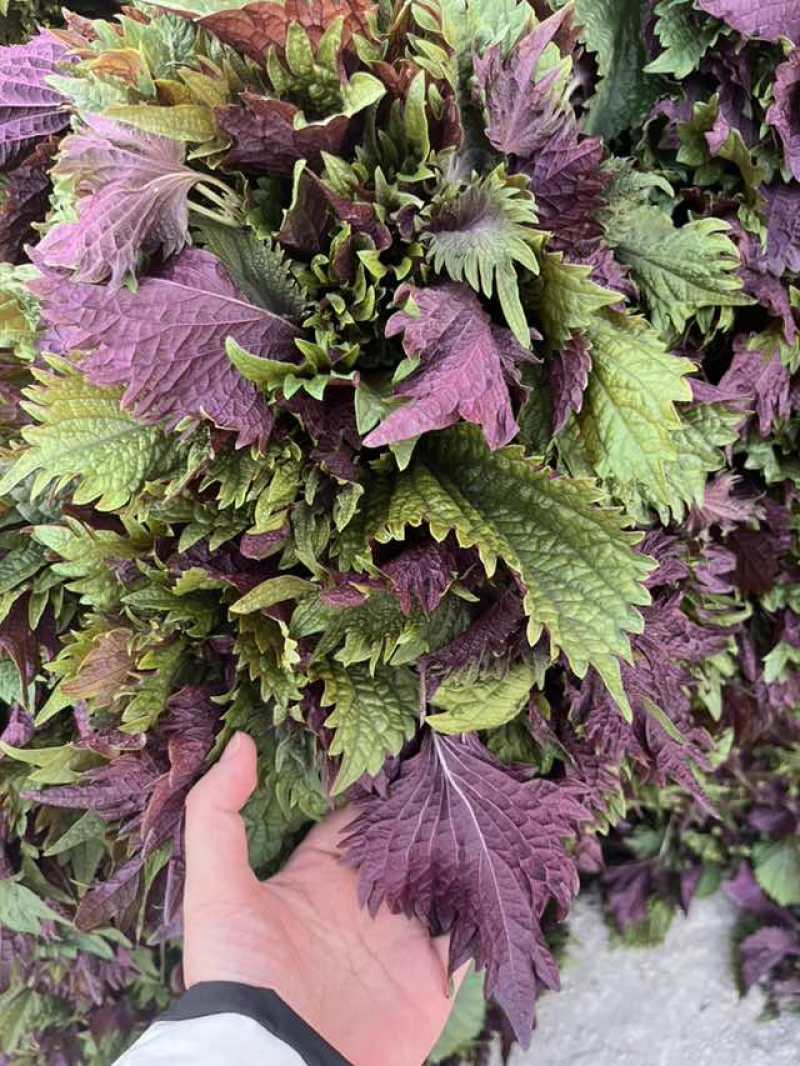 新鲜紫苏叶双面，大量出货，在广州花都。