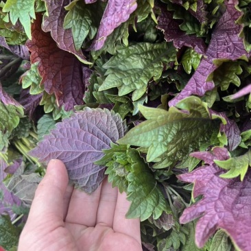 新鲜紫苏叶双面，大量出货，在广州花都。