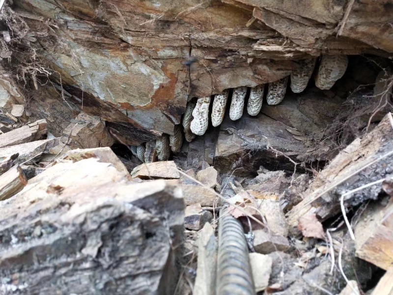 广东省阳春市圭岗镇百米高大深山地缝和石缝采挖的野生百花蜂蜜