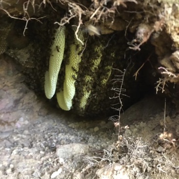 广东省阳春市圭岗镇百米高大深山地缝和石缝采挖的野生百花蜂蜜