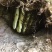广东省阳春市圭岗镇百米高大深山地缝和石缝采挖的野生百花蜂蜜