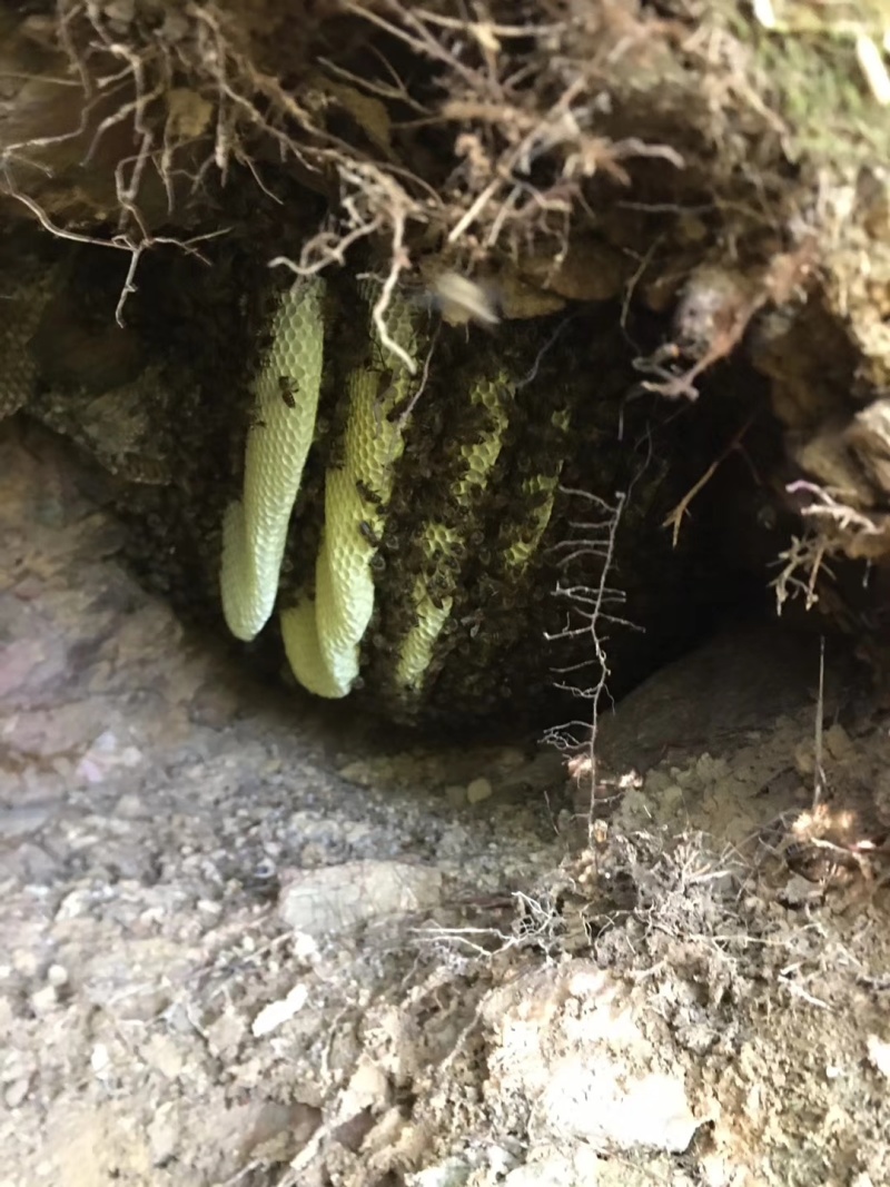 广东省阳春市圭岗镇百米高大深山地缝和石缝采挖的野生百花蜂蜜