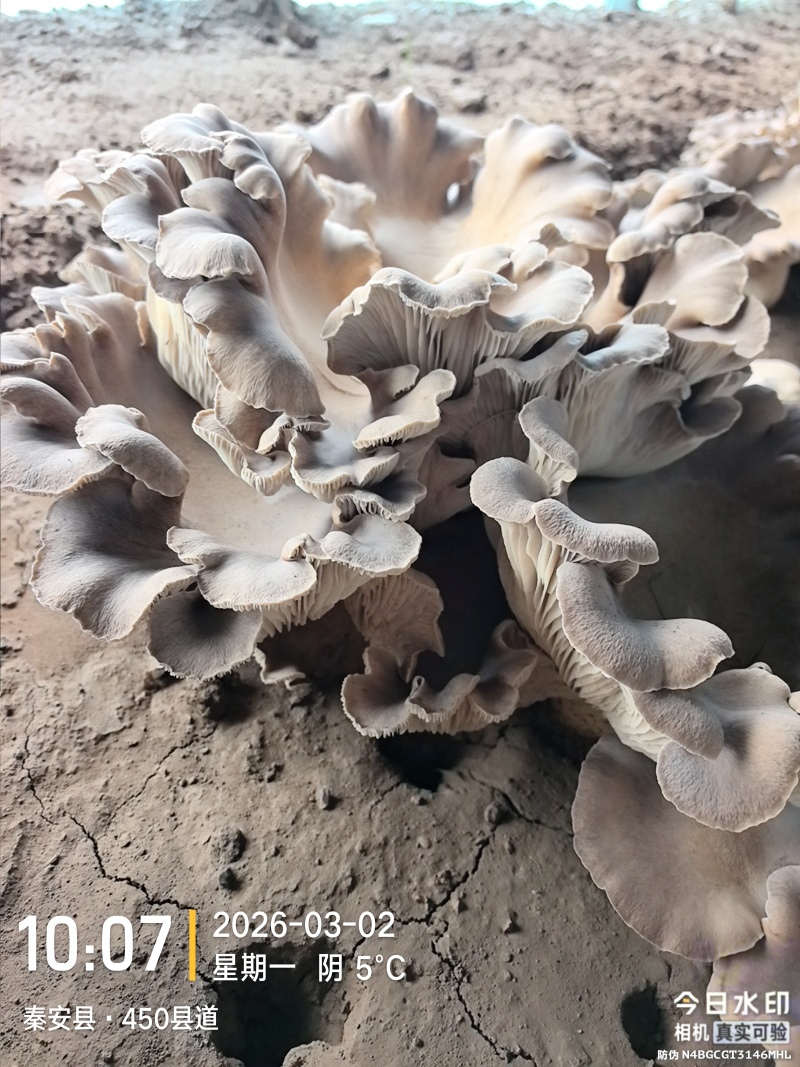 灵芝菇