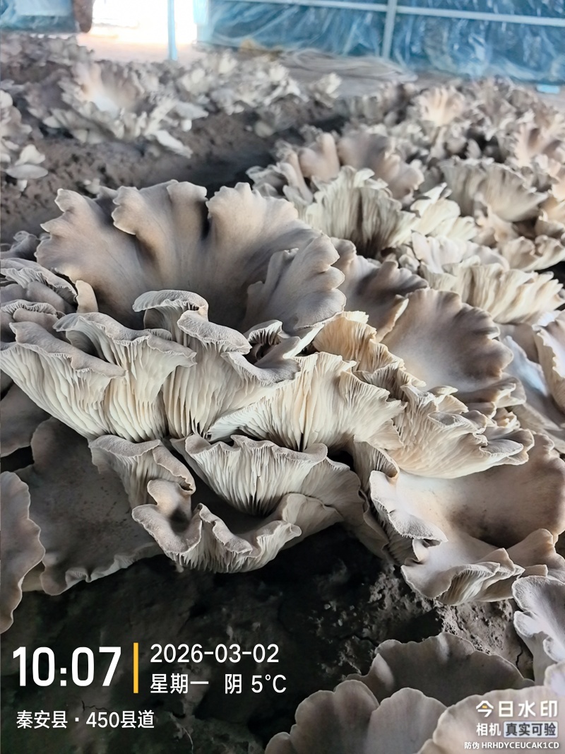 灵芝菇