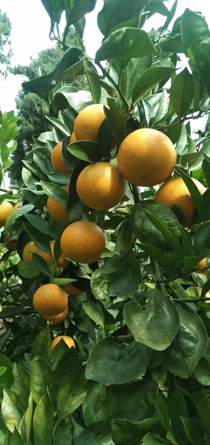 湖南省麻阳冰糖橙
