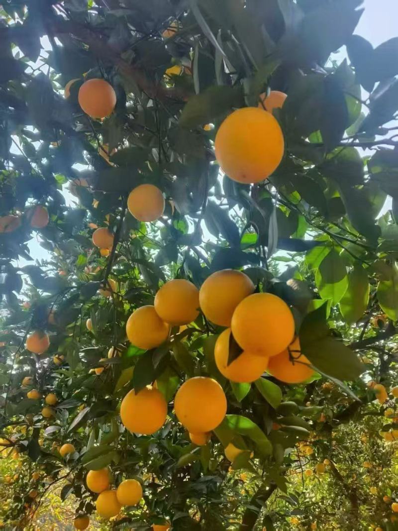 湖南省麻阳冰糖橙