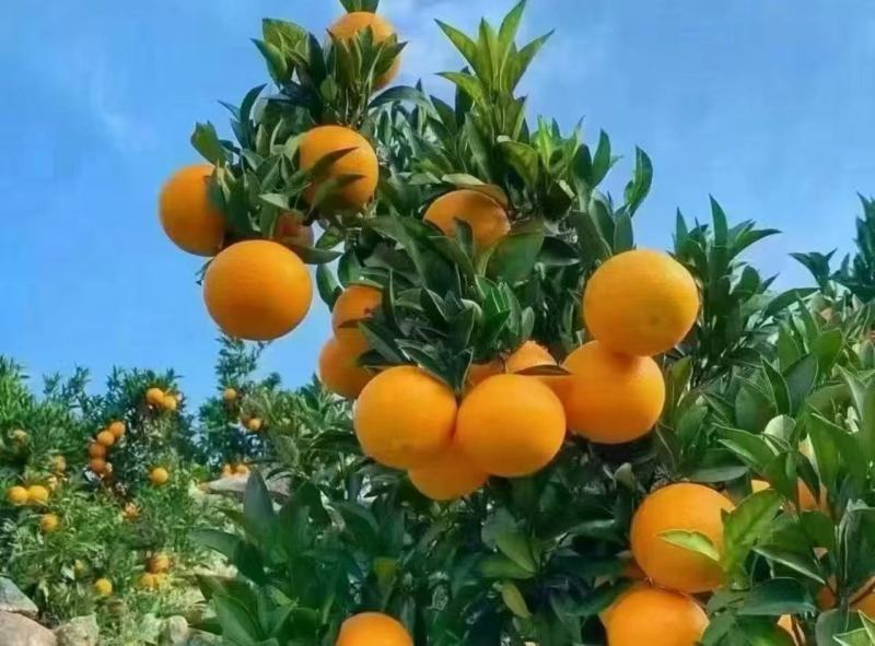 湖南省麻阳冰糖橙