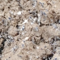 大规模羊肚菌即将上市，欢迎洽谈合作