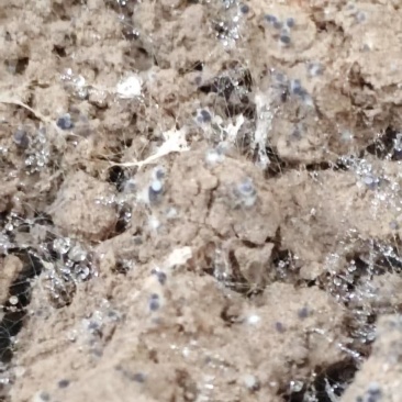 大规模羊肚菌即将上市，欢迎洽谈合作