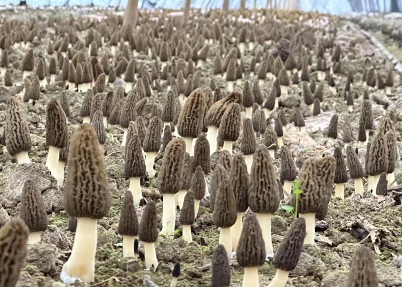 大规模羊肚菌即将上市，欢迎洽谈合作