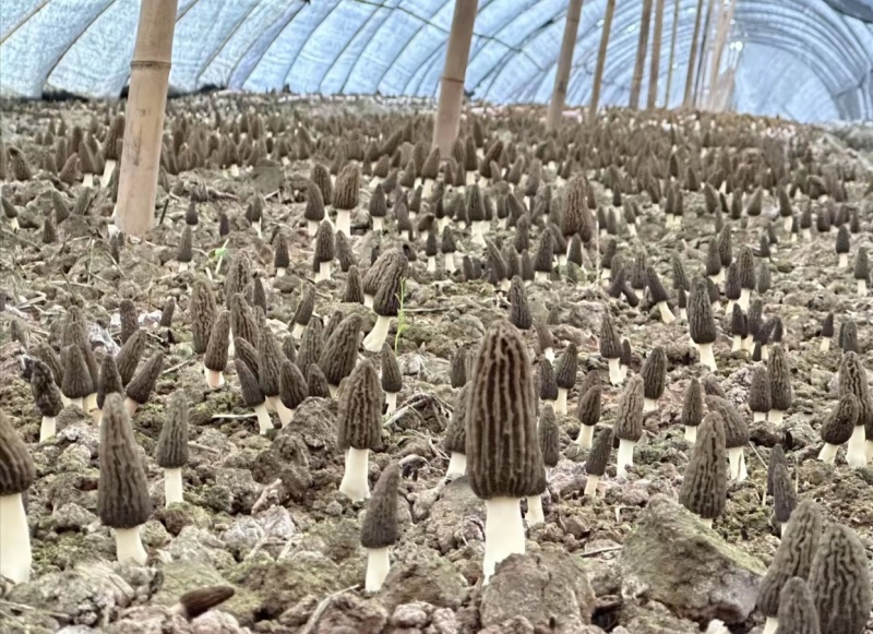 大规模羊肚菌即将上市，欢迎洽谈合作