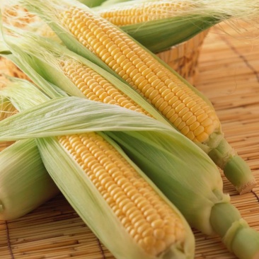 鲜食玉米