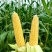 海南水果甜玉米🌽