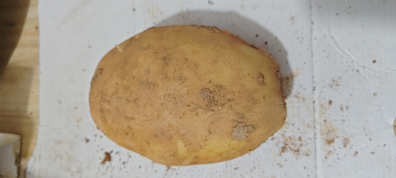 土豆，实验一，开圈了