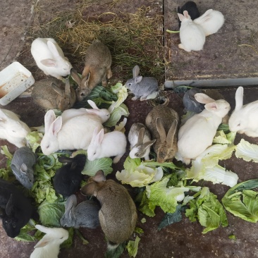 商品散养肉兔