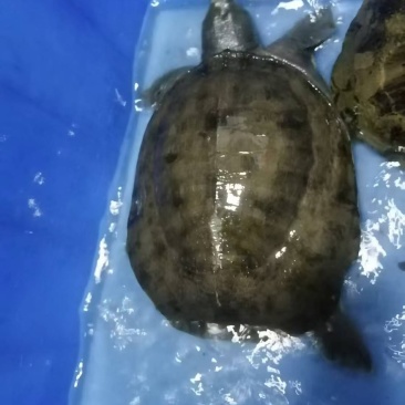 野生甲鱼鳝鱼！生态甲鱼！