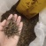 英德英红九号