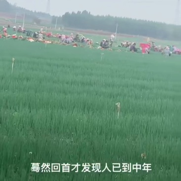 云南泸西县香葱