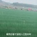 云南泸西县香葱