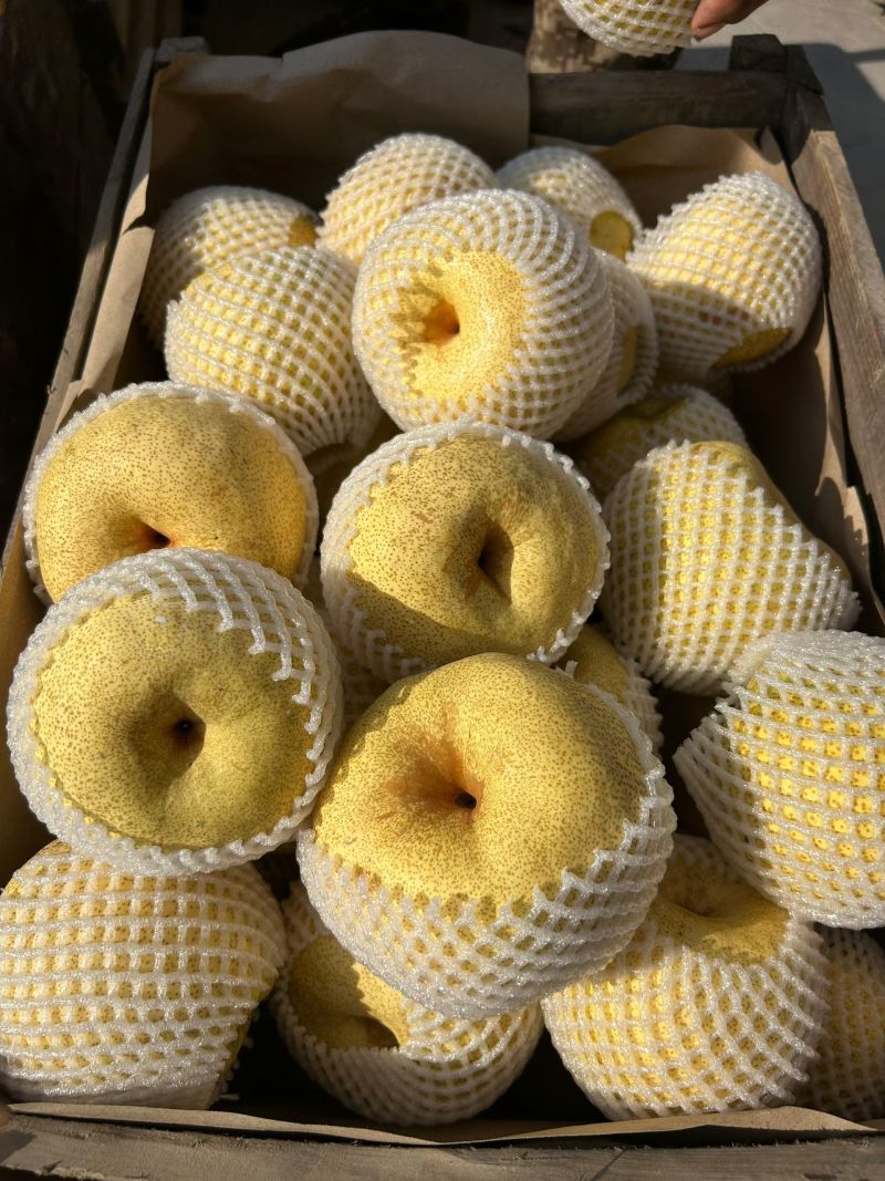 酥梨