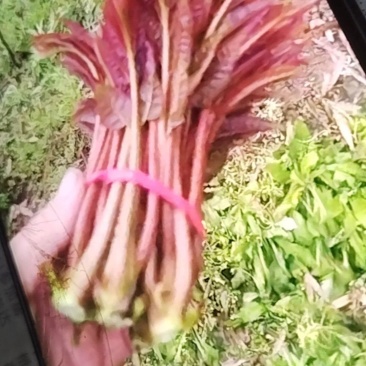 大竹香椿芽