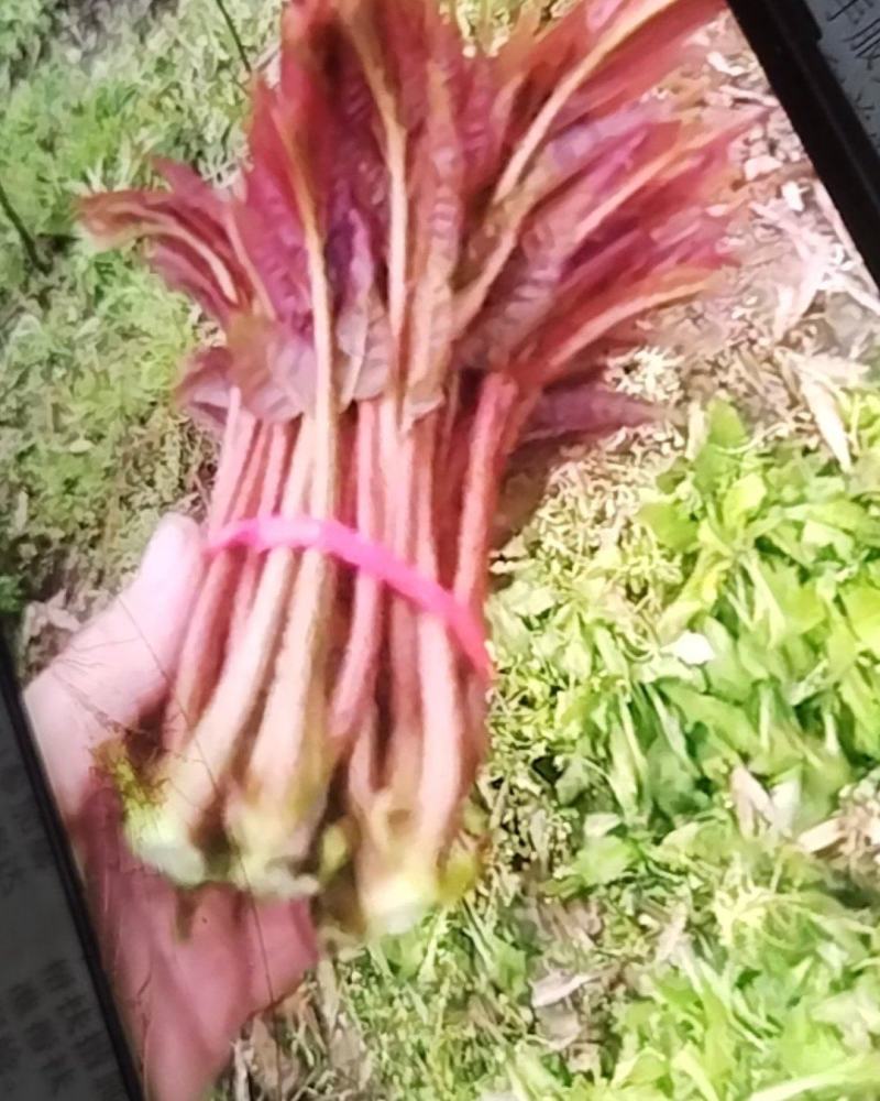 大竹香椿芽
