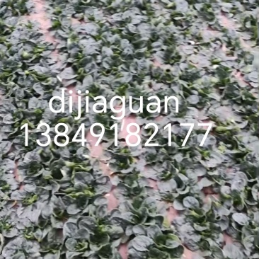 趴地菠菜