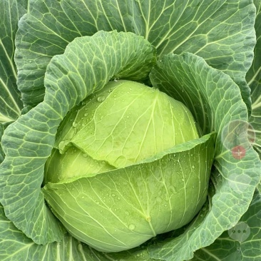 包菜