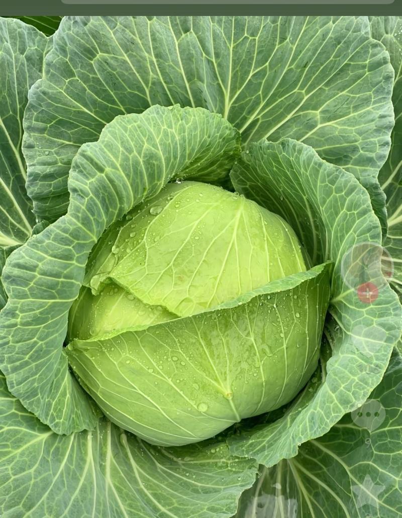 包菜