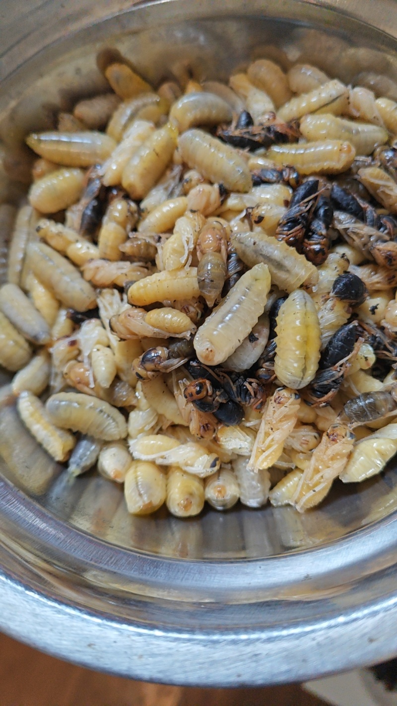 正宗土蜂蜜